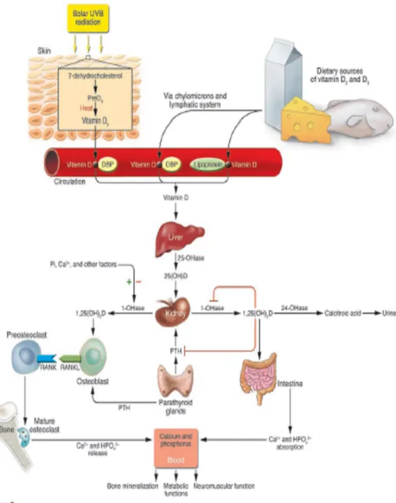 Gambar 3. metabolisme vitamin D 