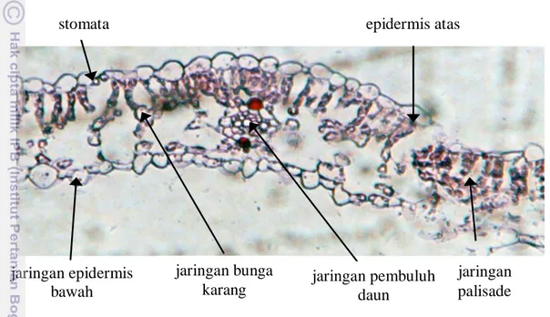 Gambar 15. Penampang  melintang daun semanggi air (Marsilea crenata) 