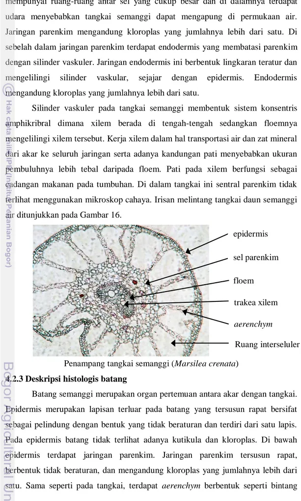 Gambar 16.  Penampang tangkai semanggi (Marsilea crenata) 