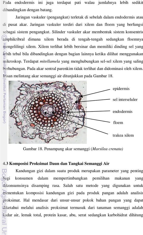 Gambar 18. Penampang akar semanggi (Marsilea crenata) 