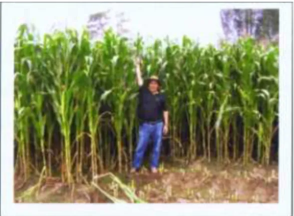 Gambar 4. Percobaan penanaman jagung untuk Hijauan