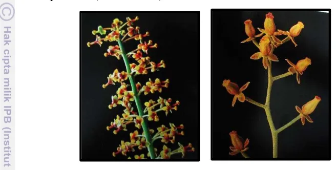 Gambar 2  Bunga jantan N.maxima (A) dan bunga betina 