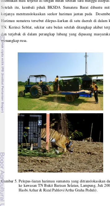 Gambar 5. Pelepas-liaran harimau sumatera yang ditranslokasikan dari Aceh 