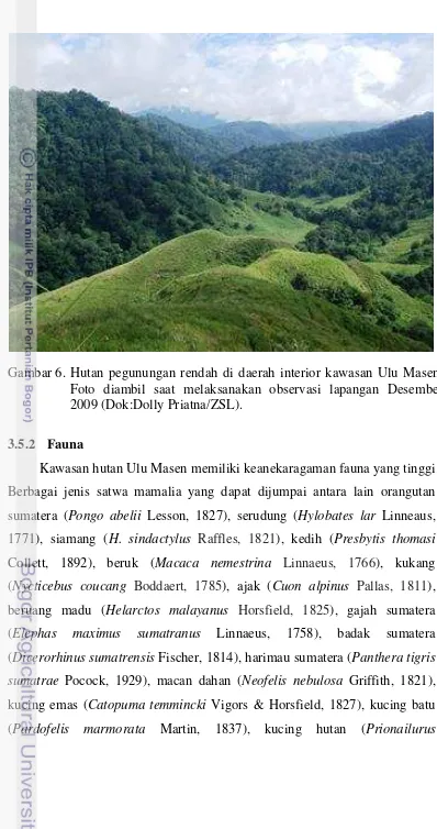 Gambar 6. Hutan pegunungan rendah di daerah interior kawasan Ulu Masen. 