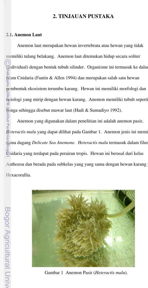 Gambar 1  Anemon Pasir (Heteractis malu).  