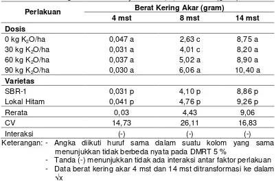 Tabel 2. Berat kering akar tanaman wijen umur 4, 8, dan 14 mst (gram) 
