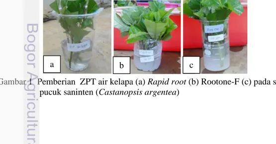 Gambar 1  Pemberian  ZPT air kelapa (a) Rapid root (b) Rootone-F (c) pada stek  pucuk saninten (Castanopsis argentea) 