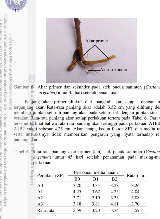 Gambar  6    Akar  primer  dan  sekunder  pada  stek  pucuk  saninten  (Castanopsis  argentea) umur 45 hari setelah penanaman 