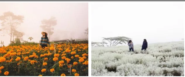 Gambar 2. Padang Bunga Gemitir (kiri) dan Padang Bunga Kasna (Kanan)  