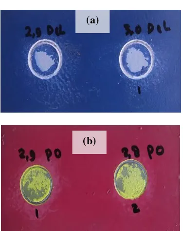 Gambar 13. Hasil adhesion test pada pelat baja karbon rendah ASTM A36 hasil coating poliuretan setelah diekspos  di lapangan dengan waktu ekspos 91 dan 433 hari untuk; (a) Sampel A, (b) Sampel B 