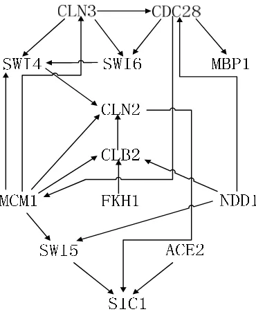 Figure 3. Real structure of gene regulatory network 