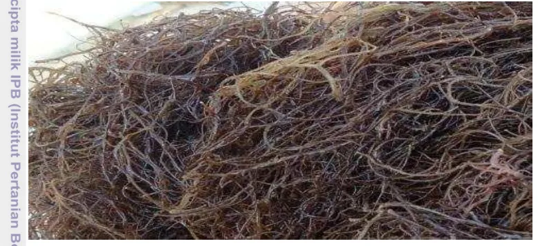 Gambar 4 Pakan rumput laut (Gracilaria verrucosa) 