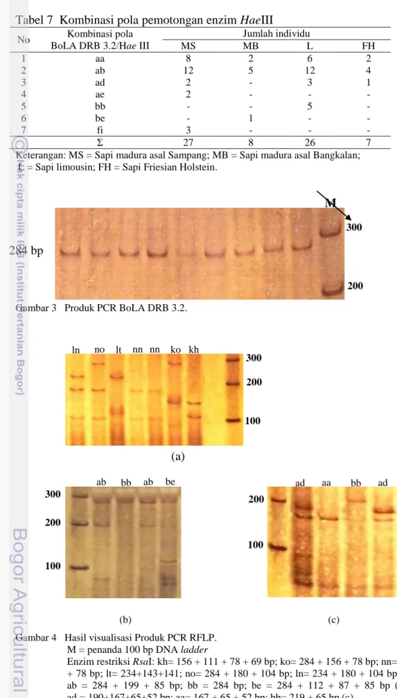 Gambar 3   Produk PCR BoLA DRB 3.2. 