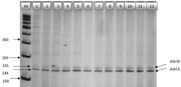 Gambar 1. Visualisasi hasil amplifikasi Mikrosatelit Lokus HEL9 pada mesin PCR dalam  gel polyacrylamide 8%