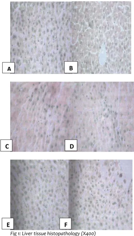 Fig 1: Liver tissue histopathology (X400) 