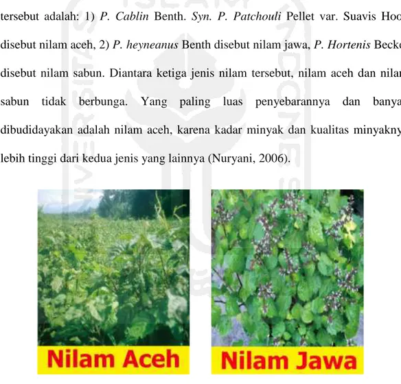 Gambar 1. Jenis tumbuhan nilam (sumber: Google) 
