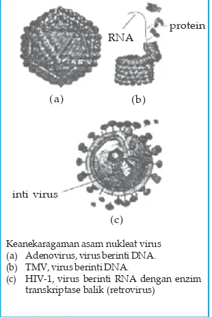 Gambar 3.11 Keanekaragaman asamnukleat virus