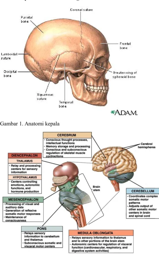 Gambar 1. Anatomi kepala