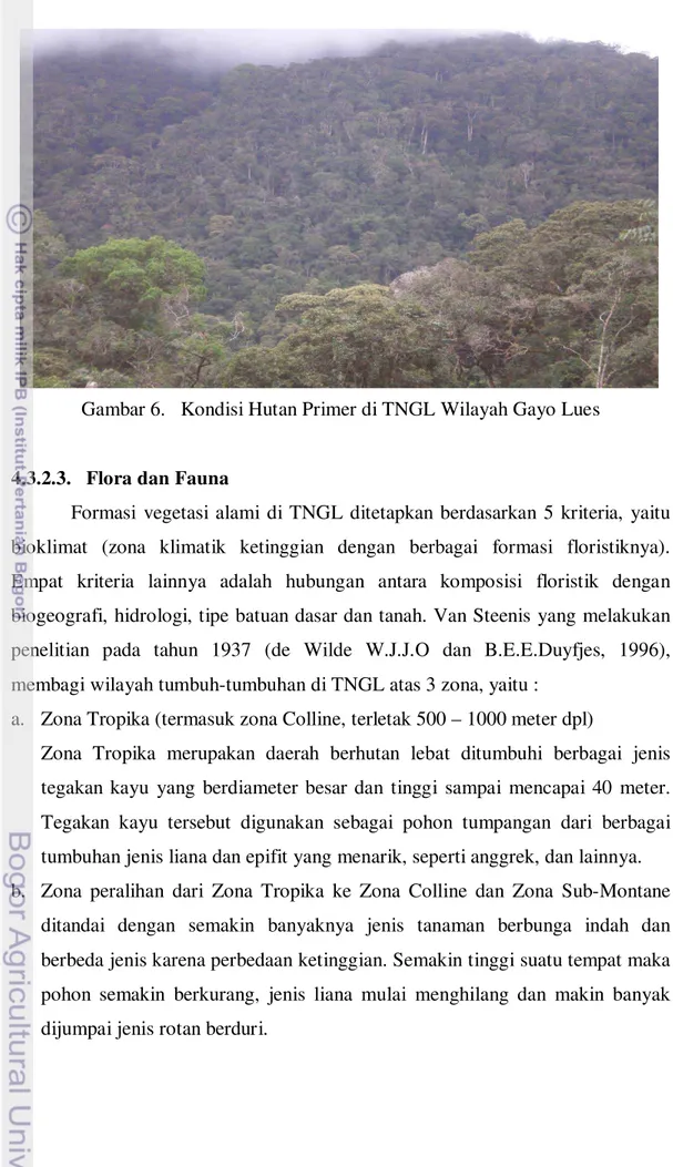 Gambar 6.   Kondisi Hutan Primer di TNGL Wilayah Gayo Lues 