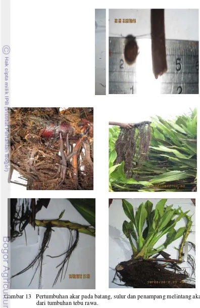 Gambar 13   Pertumbuhan akar pada batang, sulur dan penampang melintang akar 