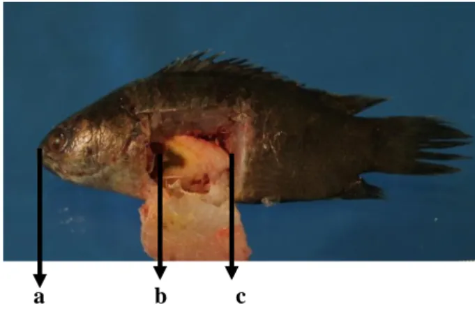Gambar 4. Struktur Insang Ikan Betok  Insang  ikan  betok  terletak  tepat  dibelakang  rongga  mulut