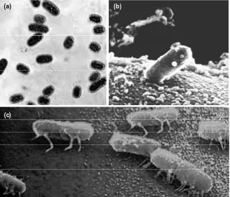 Gambar 2.21Contoh spesies dari kelompokProteobacteria adalah