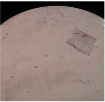 Gambar 1. Jenis diatom di sungai Kampar kawasan Buluh Cina, 2012 