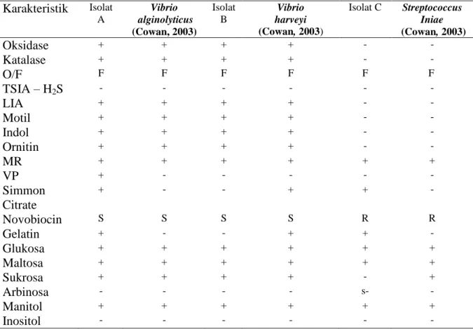 Tabel 1.2  Hasil Perbandingan Uji Biokimiawi Isolat A,B,C dengan Pustaka   Karakteristik Isolat  A  Vibrio   alginolyticus  (Cowan, 2003)  Isolat B  Vibrio  harveyi  (Cowan, 2003)  Isolat C  Streptococcus  Iniae   (Cowan, 2003)  Oksidase  +  +  +  +  -  - 