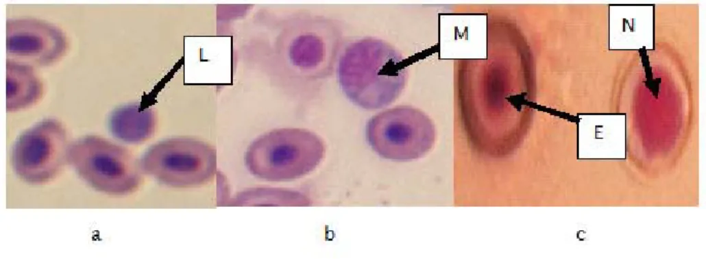 Figure 3. Pictures of blood cells of C. gariepinus
