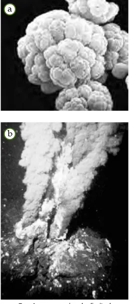Gambar 2.18Bahkan, beberapa spesies mampu hidup dekat rekahan dasar laut dengan(a) Salah satu bakterisuhu 105°C (Gambar 2.18b).
