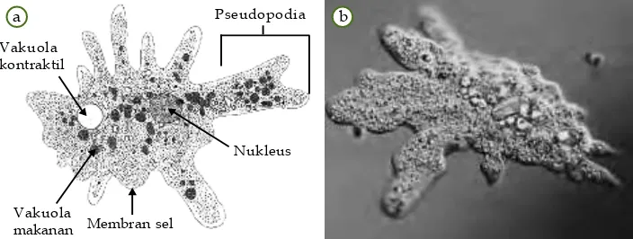 Gambar 3.12Contoh Filum Rhizopoda.(a) Bagian-bagian tubuh pada