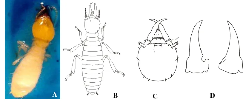Gambar 4.   Kasta Prajurit (A,B), Bentuk Kepala (C), Bentuk Mandibel (D)  