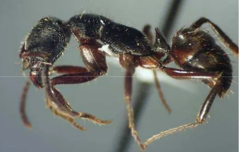 Gambar 15. Waktu kematian seluruh semut O. denticulata dalam media pengujian                       toksisitas sekresi pertahanan rayap tanah C