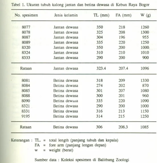 Tabel 1. Ukuran tubuh kalong jantan dan betina dewasa di Kebun Raya Bogor No. spesimen Jenis kelarnin TL (mm) FA (mm) W (g)