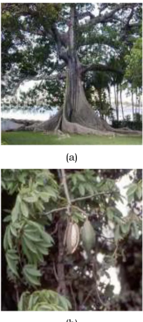 Gambar 1. Pohon kapok (a) dan buahnya(b). 