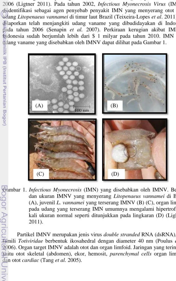 Gambar  1.  Infectious  Myonecrosis  (IMN)  yang  disebabkan  oleh  IMNV.  Bentuk  dan  ukuran  IMNV  yang  menyerang  Litopenaeus  vannamei  di  Brazil  (A), juvenil L
