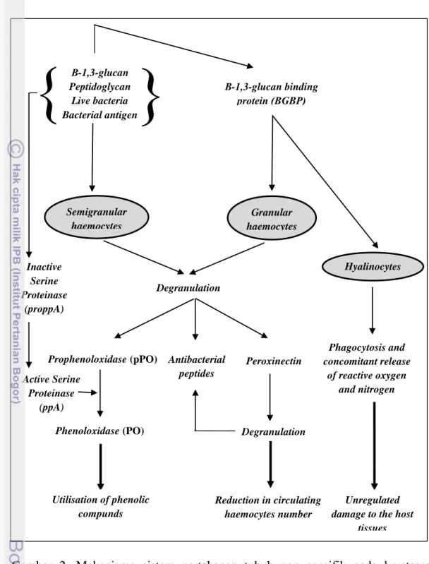 Gambar  2.  Mekanisme  sistem  pertahanan  tubuh  non  spesifik  pada  krustasea              (Smith et al