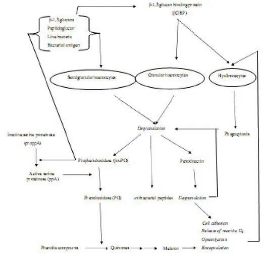 Gambar 1 Mekanisme sistem pertahanan pada krustasea (Smith et al. 2003) 