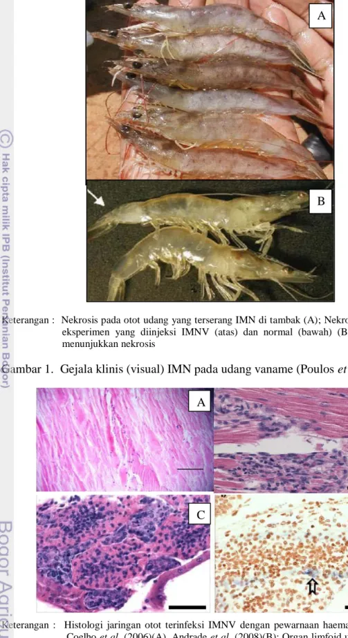 Gambar 2.  Histologi jaringan otot dan organ limfoid udang terinfeksi IMNV A 