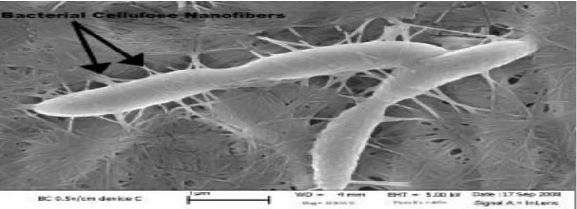 Gambar 2.3 Bakteri Acetobacter xylinum   Klasifikasi ilmiah dari Acetobacter xylinum :  