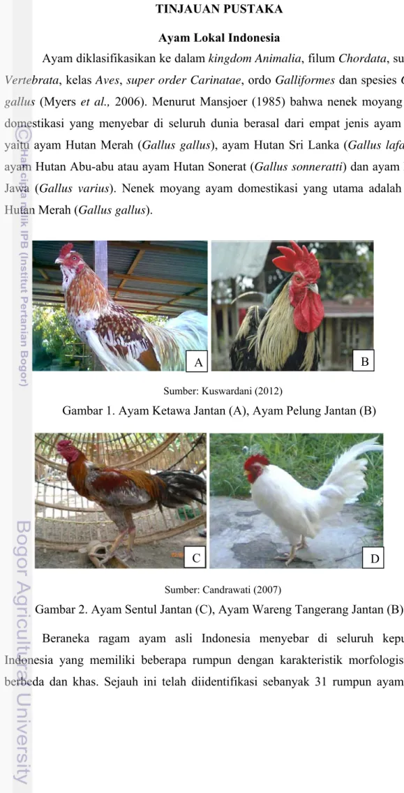 Gambar 1. Ayam Ketawa Jantan (A), Ayam Pelung Jantan (B) 