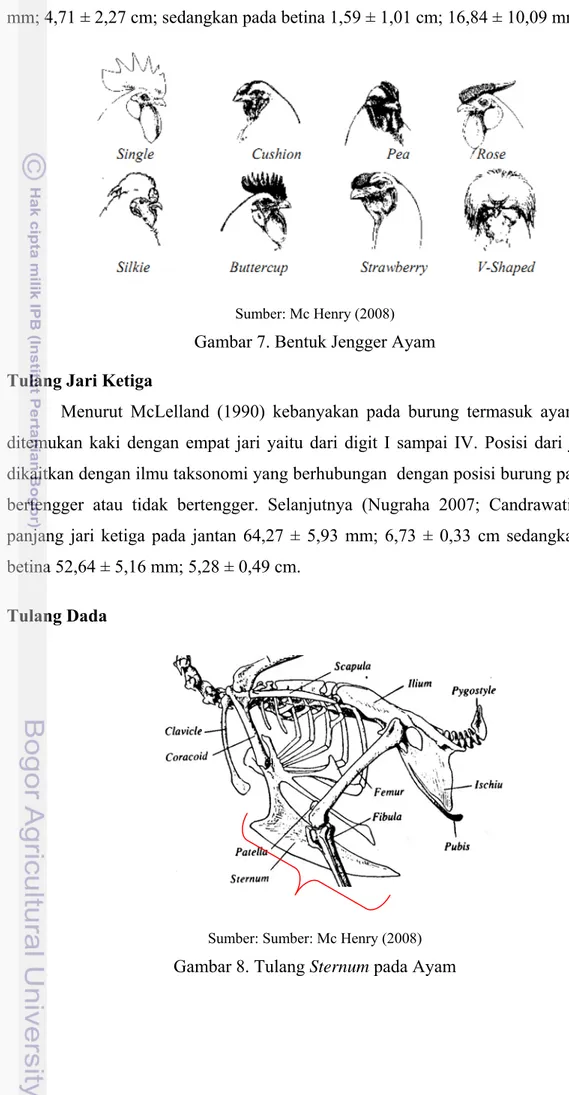 Gambar 7. Bentuk Jengger Ayam  Tulang Jari Ketiga 