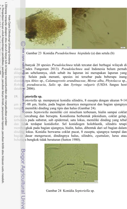 Gambar 24  Konidia Septoriella sp.  
