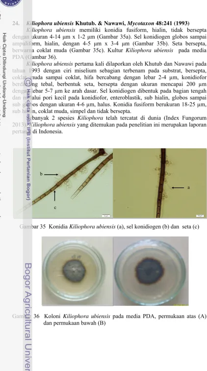 Gambar 35  Konidia Kiliophora ubiensis (a), sel konidiogen (b) dan  seta (c) 