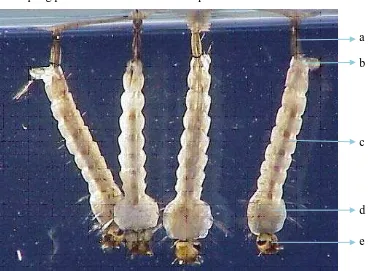 Gambar 2.2.3 Larva A. aegypti(Keterangan :a.buluh pernafasan,b.spirakel posterior, c.abdomen d.spirakel anterior, e