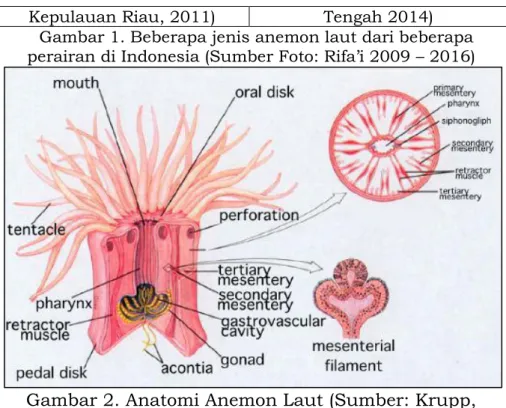 Gambar 2. Anatomi Anemon Laut (Sumber: Krupp,  2001). http://www.palaeos.com/Invertebrates/ 
