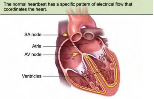 Gambar 1. Sistem konduksi jantung 