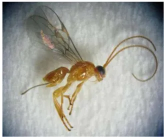 Gambar 12  Parasitoid lalat buah Opius sp. (Hymenoptera: Braconidae) 