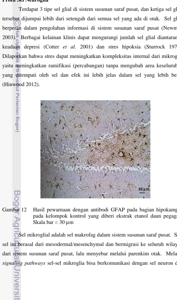 Gambar 12  Hasil pewarnaan dengan antibodi GFAP pada bagian hipokampus  pada kelompok kontrol yang diberi ekstrak etanol daun pegagan