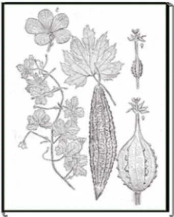 Gambar 2.1. Bunga, Daun, dan Buah Tumbuhan Paria (Momordica charantia)  Sumber : http://www.tropilab.com/momordica-cha.html